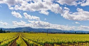 Destination Weddings: Napa Valley & Wine Country